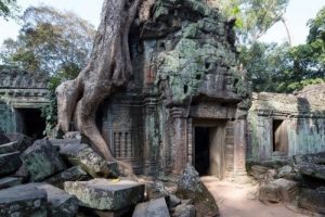 Ancient ruins with massive tree growing